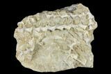 Plate of Archimedes Screw Bryozoan Fossils - Alabama #178260-1